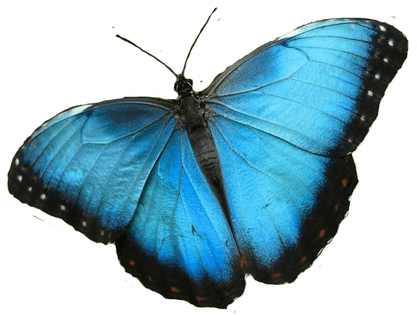 Mariposa Azul PNG transparente - StickPNG