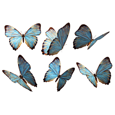 Mariposas imagen PNG transparente - StickPNG