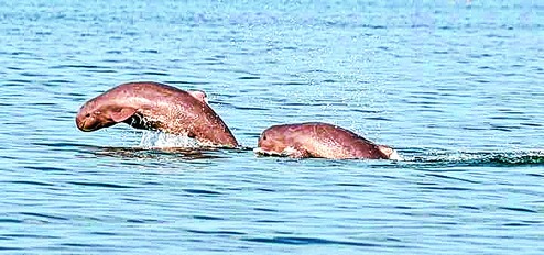 Plan to conserve Chilika dolphins - Telegraph India