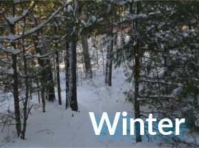 Check out things to do in winter