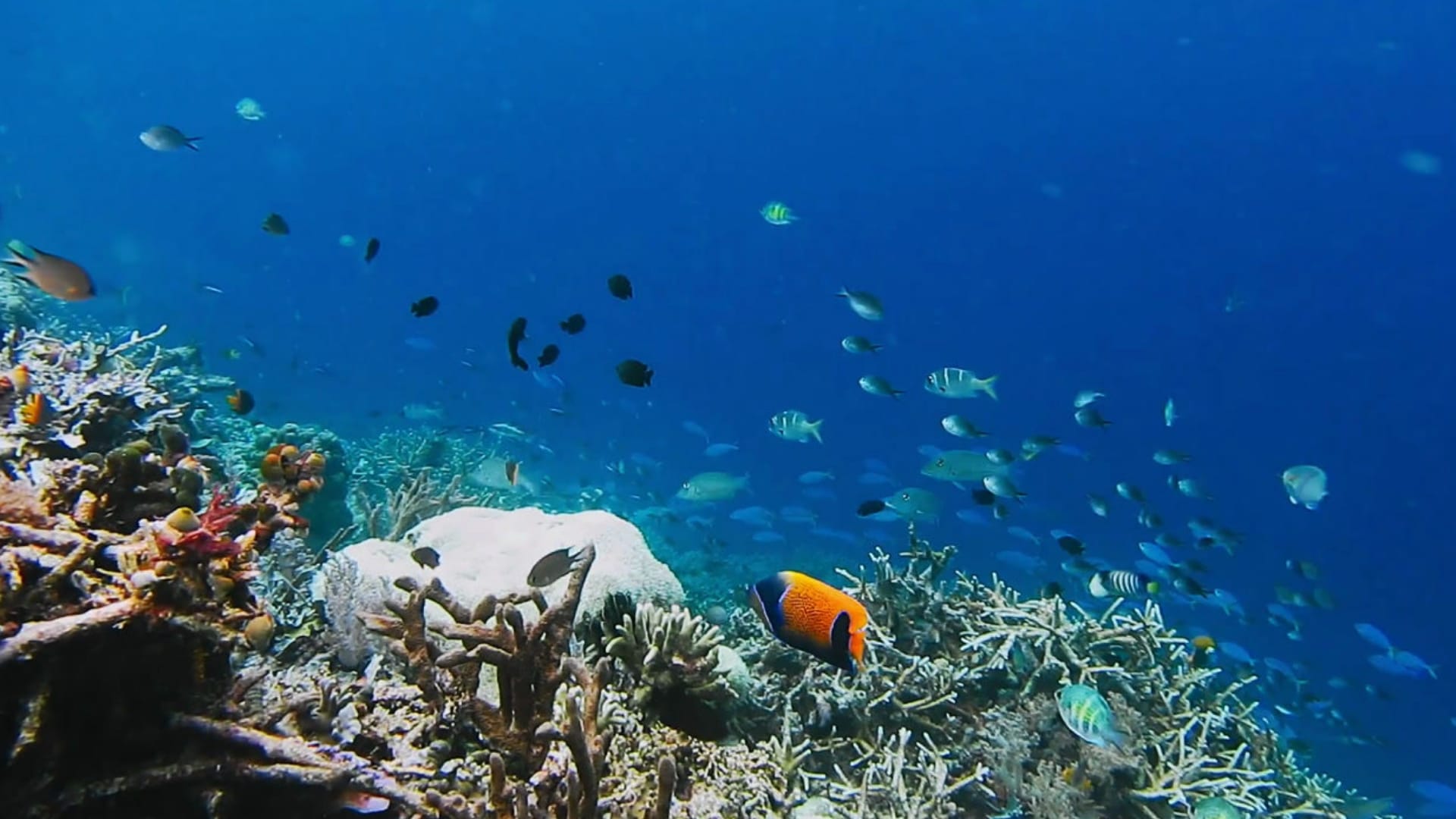 Amazing Underwater Zoom Background Video For Your Next Virtual Meeting