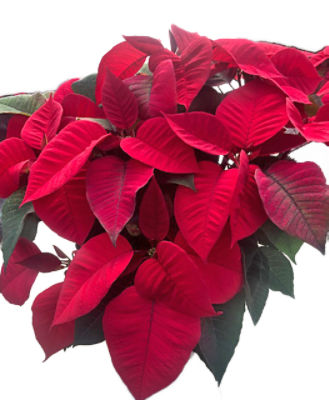 The Floral Shoppe Poinsettia Plant, 1 each