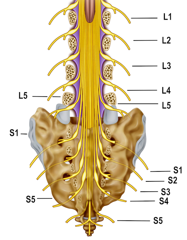 Cervical Spine Nerve Anatomy | My XXX Hot Girl