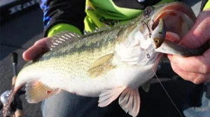 bass caught on finesse crank