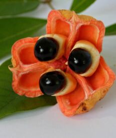 Ackee