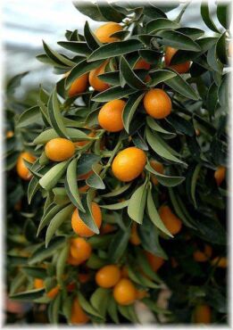 Kumquat1