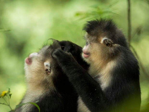 snub-nosed-monkeys-jacky-poon-7990.jpg 