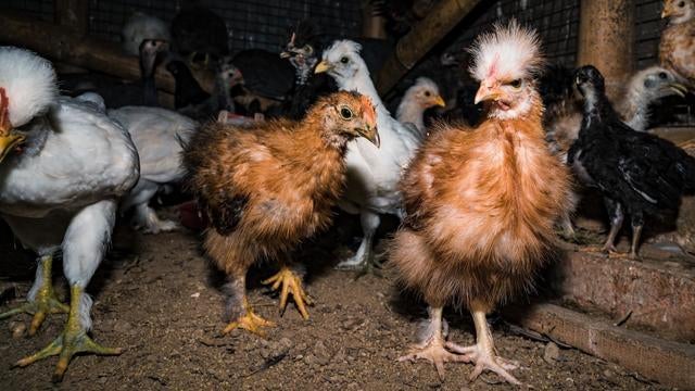 cbsn-fusion-should-people-concerned-about-bird-flu-heres-what-new-study-says-about-mutation-thumbnail.jpg 