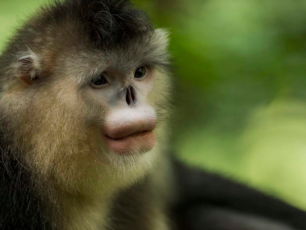 snub-nosed-monkeys-jacky-poon-8011.jpg 