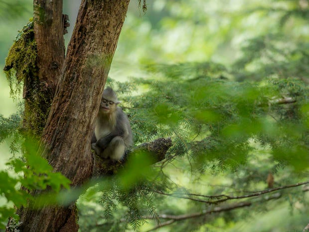 snub-nosed-monkeys-jacky-poon-8007.jpg 