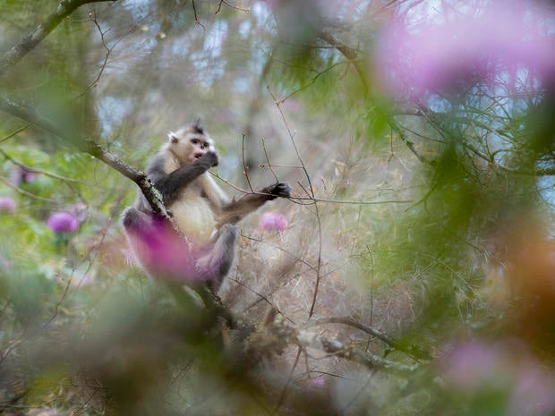 snub-nosed-monkeys-jacky-poon-2853.jpg 