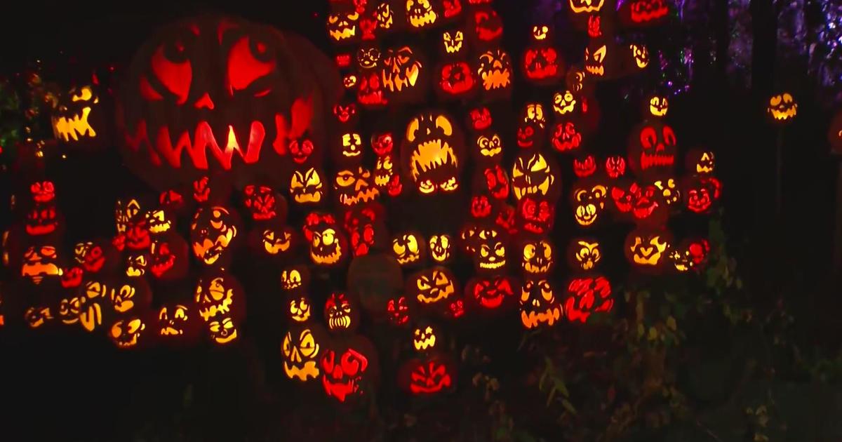 JackOLantern Spectacular returns to Minnesota Zoo CBS Minnesota