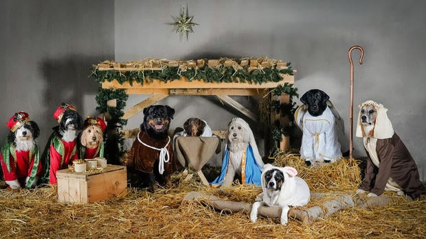 dog-nativity.jpg 