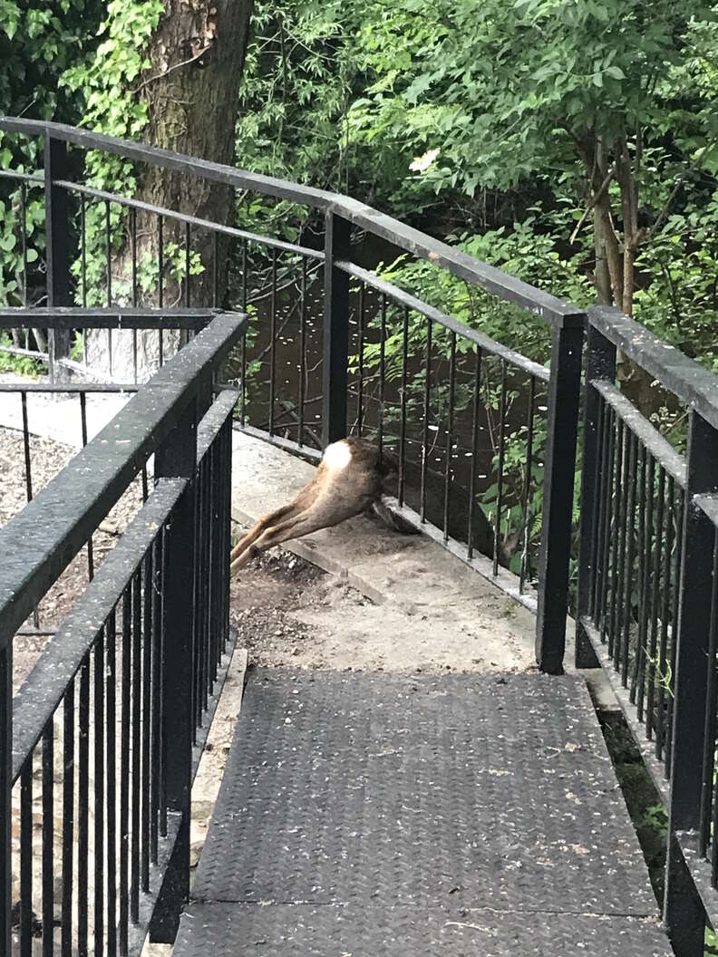 deer stuck in fence