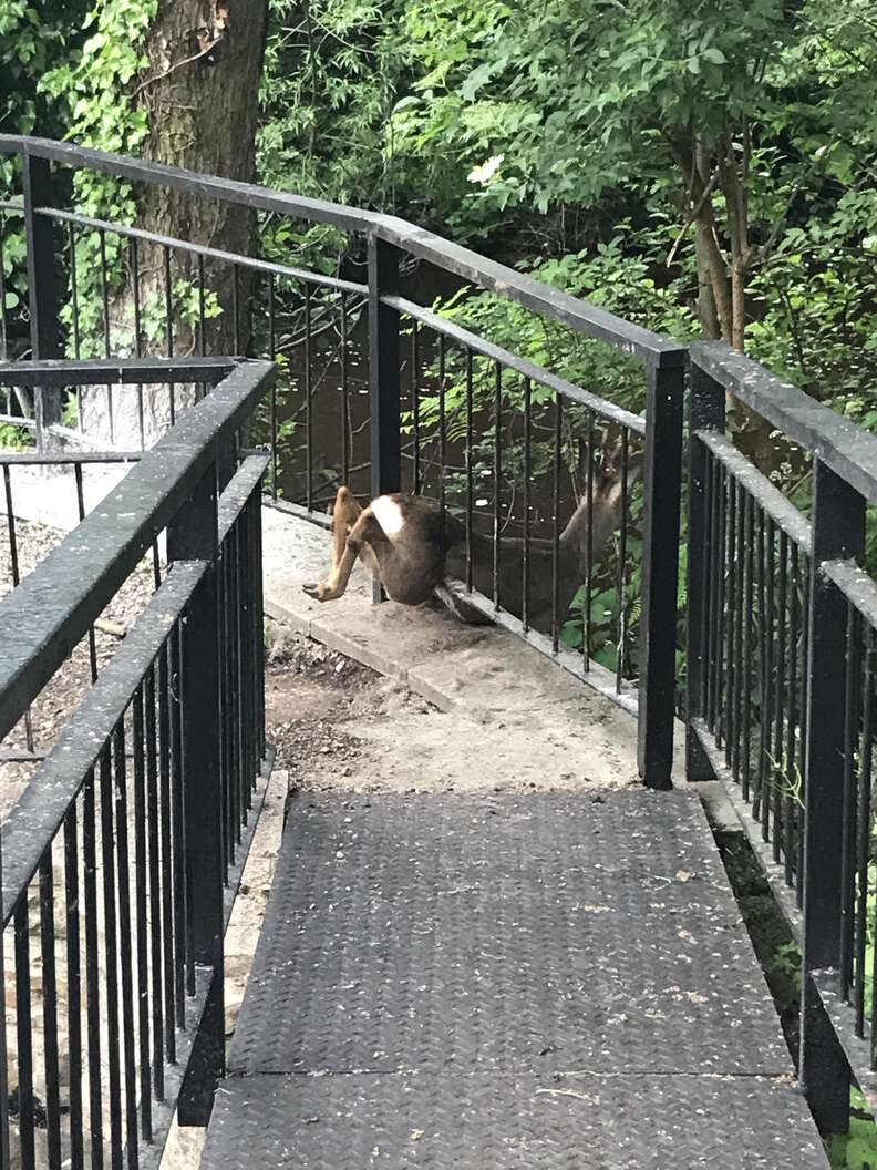 deer stuck in fence