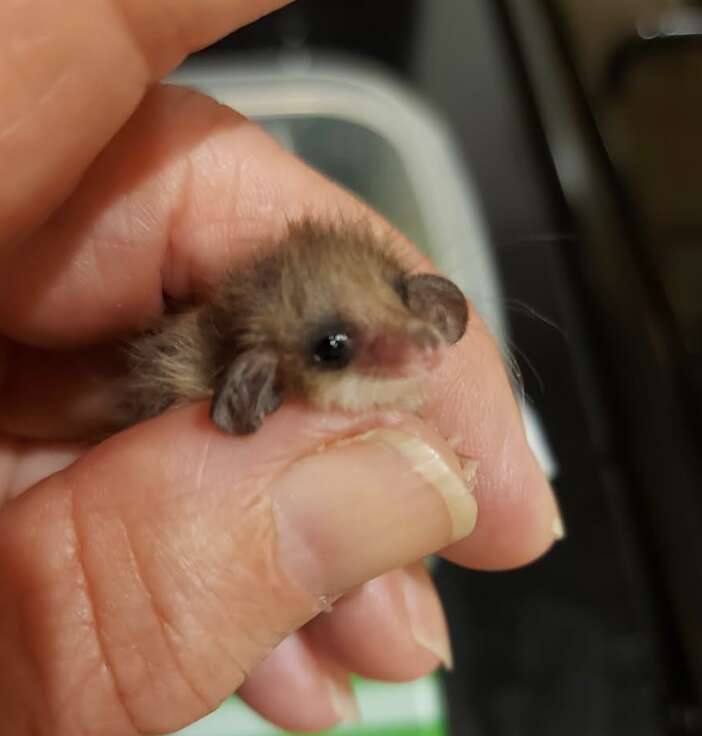 tiny possum