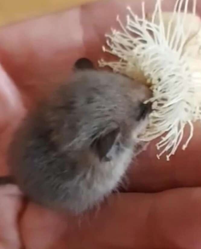 possum eating from flower