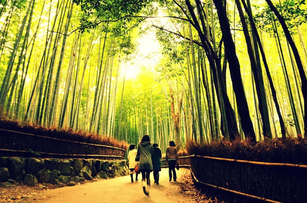 Bamboo Forest