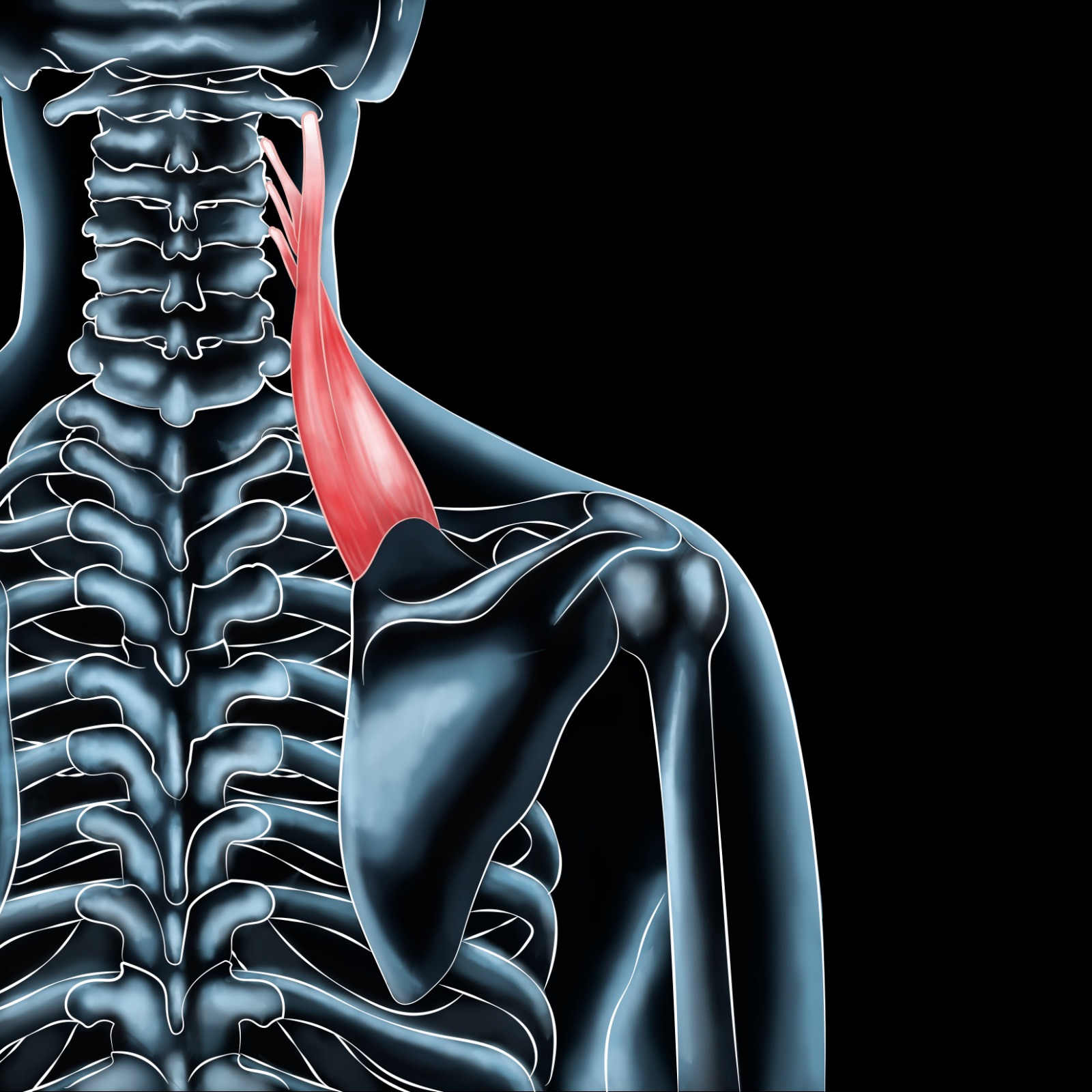 Upper Back Muscle Chart Levator Scapula Muscle And Its