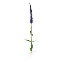 Veronica Longifolia PNG & PSD Images