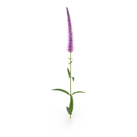 Veronica Longifolia PNG & PSD Images