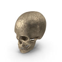 Ancient Skull PNG & PSD Images