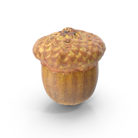 Acorn Straight PNG & PSD Images