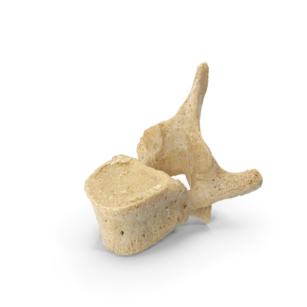 Thoracic Vertebrae PNG & PSD Images