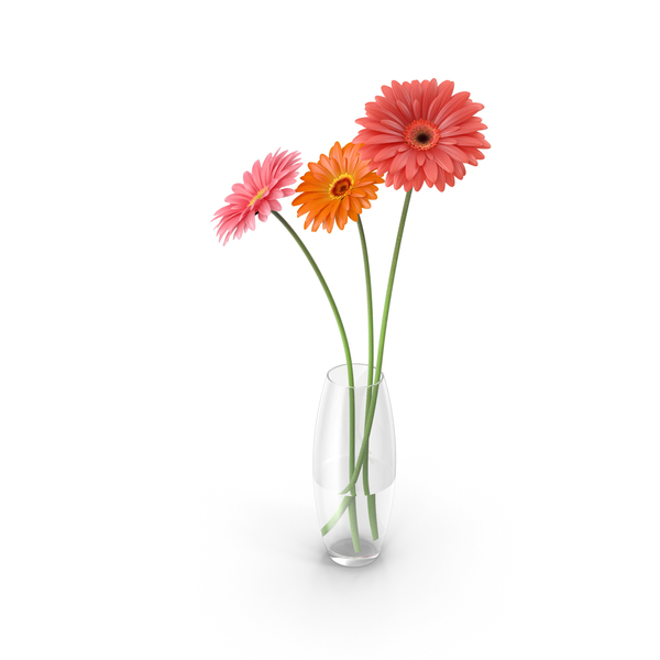 Flowers Gerbera PNG & PSD Images