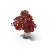 Northern Red Oak Tree PNG & PSD Images