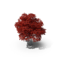 Northern Red Oak Tree PNG & PSD Images