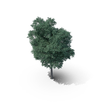 Northern Red Oak Tree PNG & PSD Images