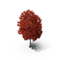 Red Maple Tree PNG & PSD Images