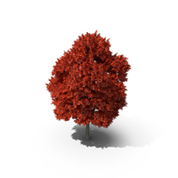 Red Maple Tree PNG & PSD Images