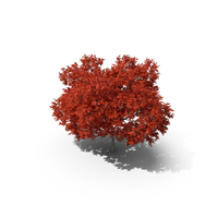 Red Maple Tree PNG & PSD Images