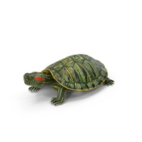 Red Eared Slider PNG & PSD Images