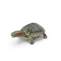 Red Eared Slider PNG & PSD Images