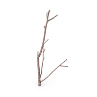 Twig Scanned PNG & PSD Images