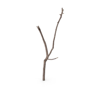 Twig Scanned PNG & PSD Images