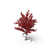 Autumn Young Maple Tree PNG & PSD Images