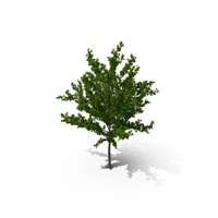 Realistic Young Red Maple Tree PNG & PSD Images