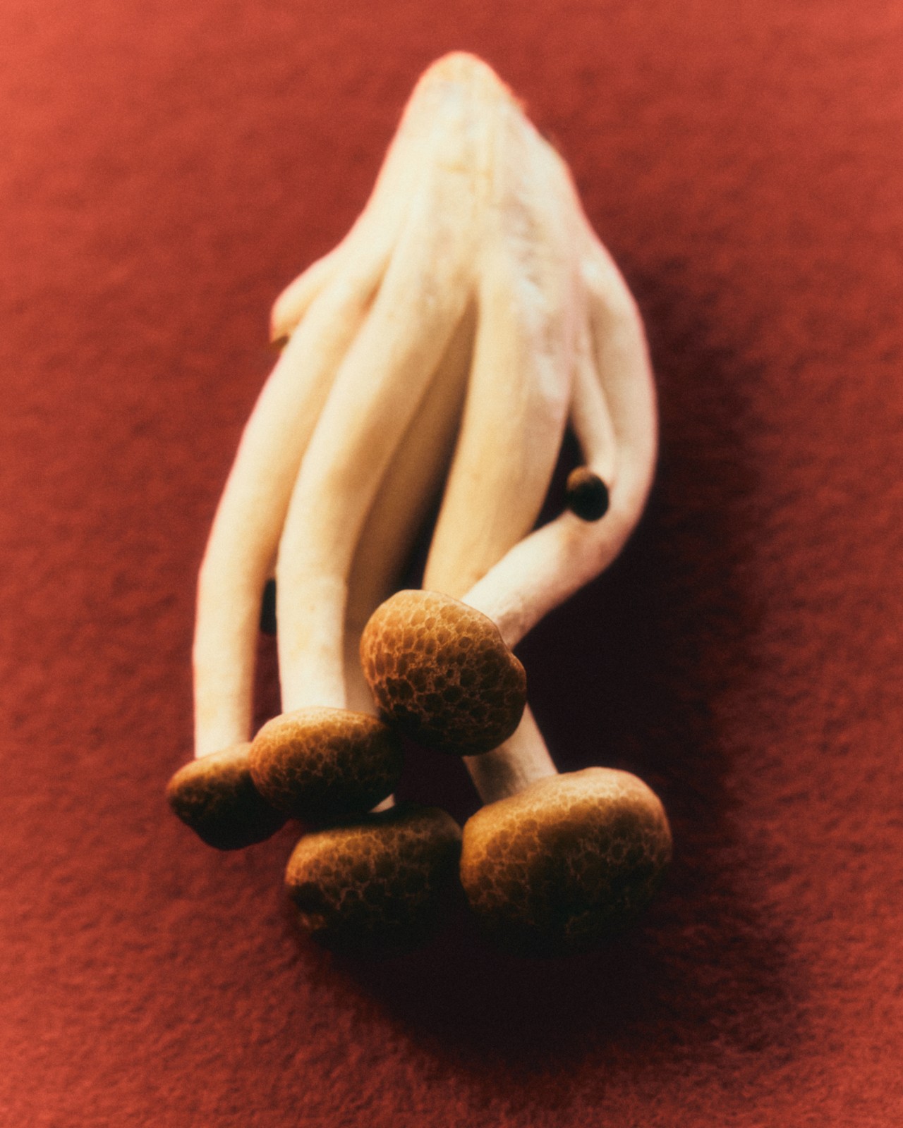 Close-up of enoki mushroom