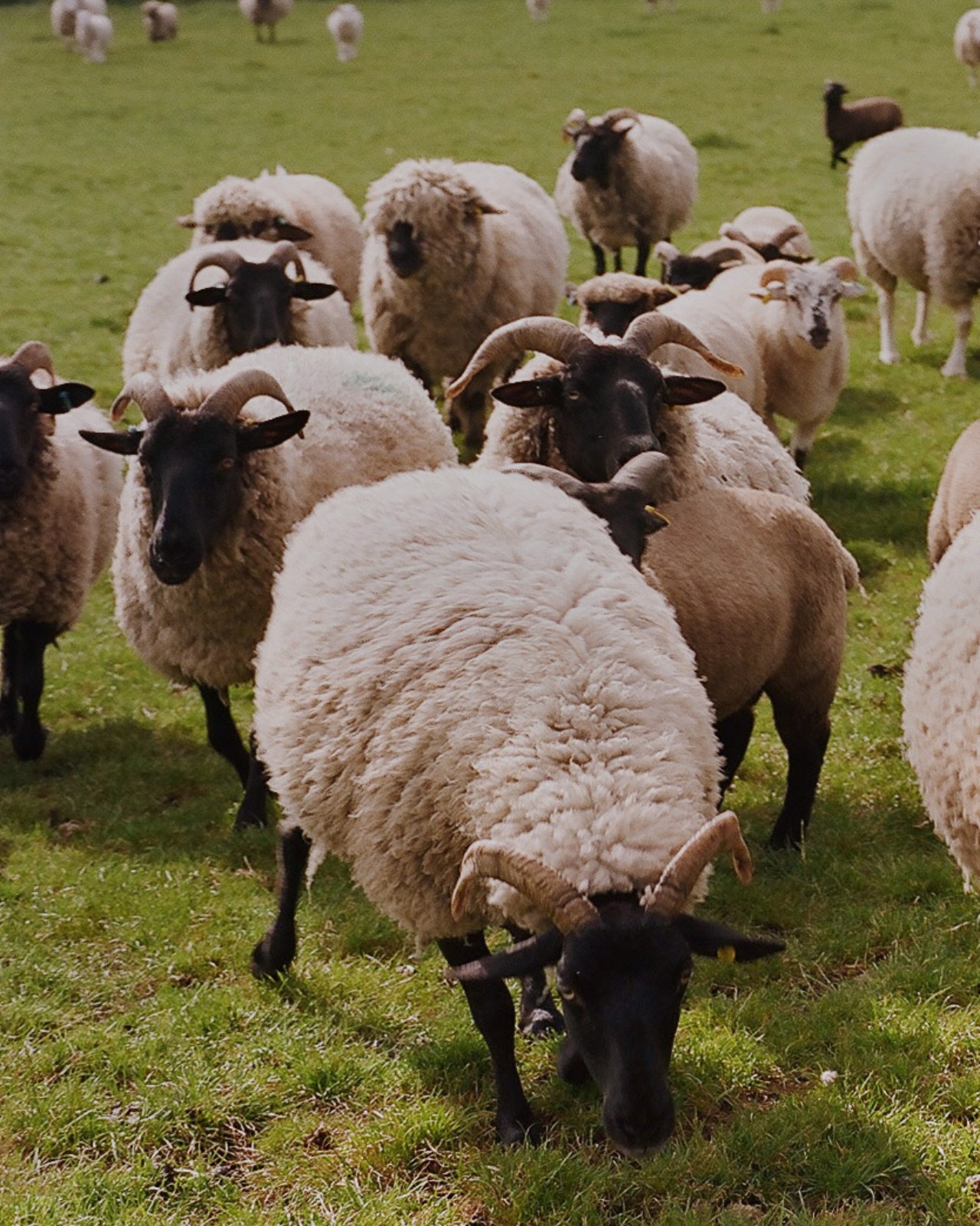 A group of sheep walk along a grass field.