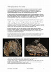 Research paper thumbnail of Els primers Homo: Homo habilis