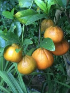 Citrus grown on Russ Finch's operation.