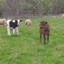 catttle and sheep grazing