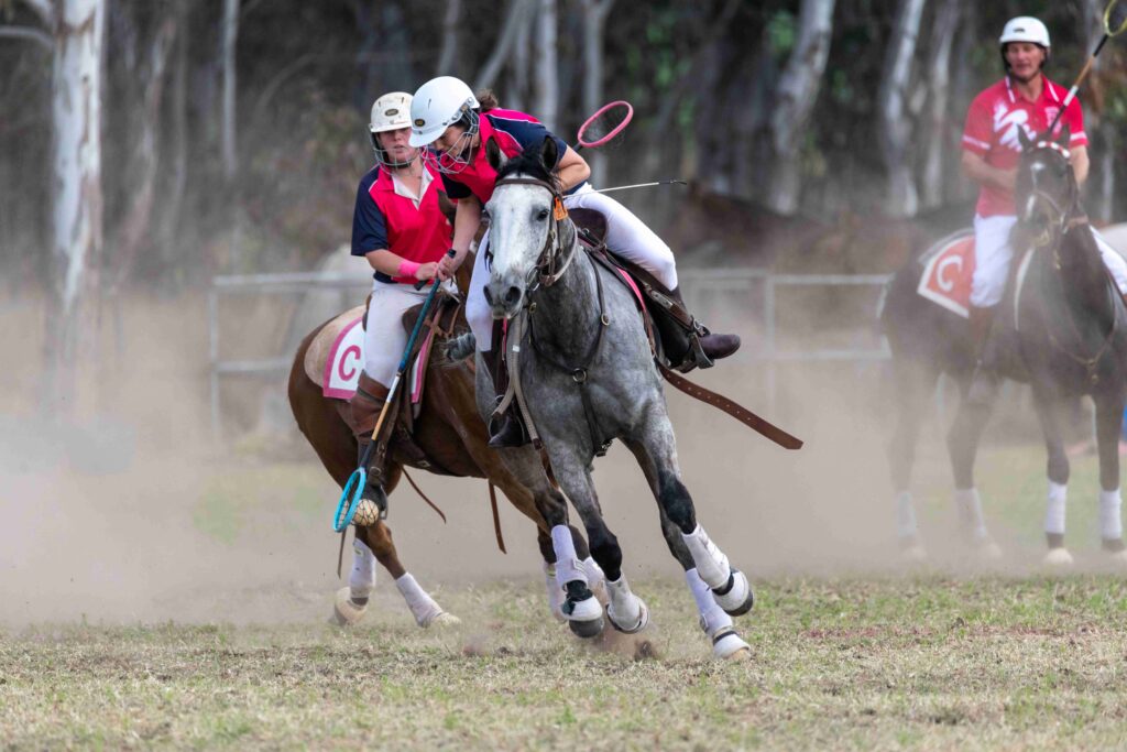 Chinchilla player on grey horse picking up the ball