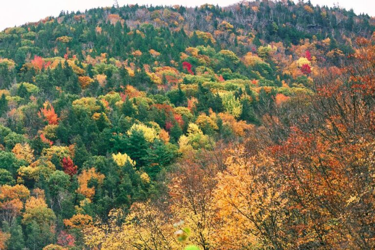 Leaf Peeping Our Favorite Spots for Fall Foliage AutoCamp