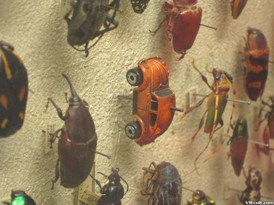 Collection of beetles