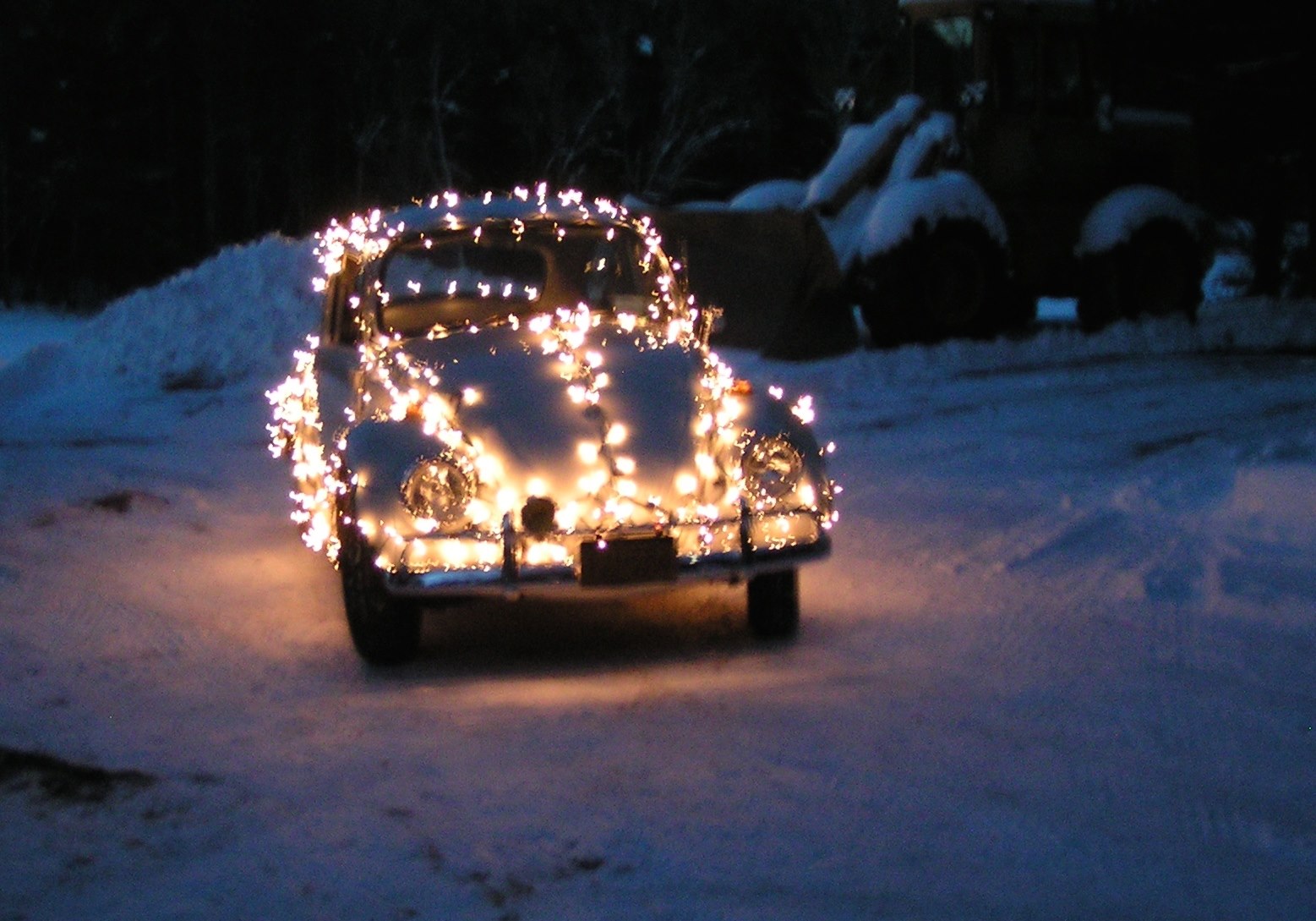 christmas beetle